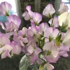 Ornamentals