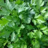 Herbs