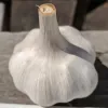 Garlic-China-Stripe-MG-Michelle-Myjer