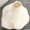 Garlic-Early-Italian-MG-Michelle-Myjer