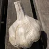 Garlic-Julius-Starr-MG-Michelle-Myjer
