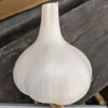 Garlic-Montana-MG-Michelle-Myjer