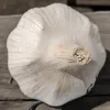 Garlic-Russian-Giant-MG-Michelle-Myjer