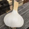 Garlic-Spanish-Roja-MG-Michelle-Myjer