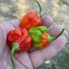 Pepper-Aji-Dulce-MG-Jim-Maley
