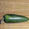 Pepper-Jalapeno-MG-Jim-Maley