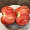 Tomato-Palo-Alto-MG-Jeanne-Paris
