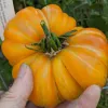 Tomato-Copia-MG-Donna-Lee