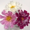 Orn-Cosmos-Double-Click-Mix-MG-Tricia-Speth