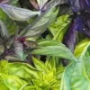 Herbs