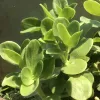 Crassula-multicava-MG-Liz-Calhoon