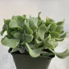 Crassula-arborescens-undulatifolia-MG-Judy-Hecht