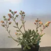 Echeveria-harmsii-MG-Liz-Calhoon
