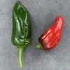 Pepper-Ancho-Poblano-MG-Laura-Westley