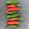 Pepper-Serrano-MG-Laura-Westley
