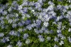 Anemone