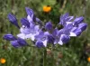Scilla Siberica Spring Beauty