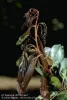 Fireblight damage