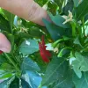 Pepper-Thai-Hot-Red-MG-Alice-Tu