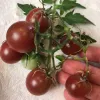 Tomato-Fox-Cherry by Holly Henry for MGs