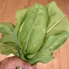 Veg-Chard-Bionda-di-Lione-MG-Susan-Casner-Kay