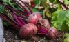 Beets