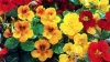 Nasturtium
