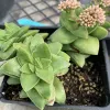 Crassula Springtime Judy Hecht