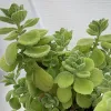 Plectranthus amboinicus Judy Hecht