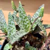 Ledeboria-socialis-MG-Judy-Hecht