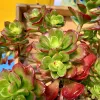 Sedeveria-letizia-MG-Judy-Hecht