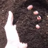 Soil