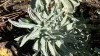White Sage