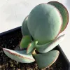 Crassula-arborescens-Silver-Dollar-Mary-Collins
