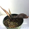 Gasteria-carinata-var-schweickerdtiana.Mary-Collins