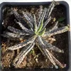 Kalanchoe-delagoensis-Mary-Collins