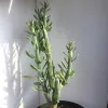 Kleinia-stapeliiformis-Mary-Collins
