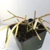 Rhipsalis-baccifera-Mary-Collins