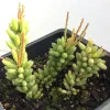 Rhipsalis-mesembryanthemoides-Mary-Collins