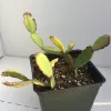 Schlumbergera-gaertneri-Mary-Collins