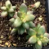 Sedeveria-Jet-Beads-Mary-Collins