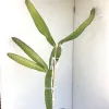 Selenicereus-megalanthus-Mary-Collins