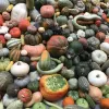 Squash and Pumpkins