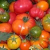 Tomatoes