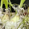 Albuca-bracteata-Judy-Hecht