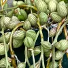 Curio-herreanus-String-of-Watermelons-Judy-Hecht
