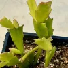 Schlumbergera-truncata-Judy-Hecht