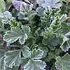 Frost Avoidance and Dealing with Damage