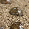 Watering Hydrophobic Soil