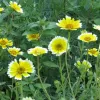 Native Plants